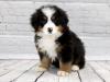 Puppies for sale Hungary, Szeged , Bernese Mountain Puppies 