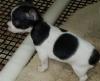 Puppies for sale Belarus, Maladzyechna Chihuahua