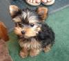 Puppies for sale Russia, Grand Canyon Yorkshire Terrier