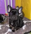 Puppies for sale USA, Mississippi, Dallas French Bulldog, Frenchies