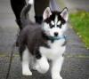 Puppies for sale Ireland, WATERFORD , SIBERIAN HUSKY