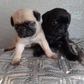 Продам щенка США, Южная Каролина , We have 3 lovely Pug puppies  in need of a new home , they are well trained and up to date with shots , they are registered . good with kids and other pets  , contact via text message (415)484-5418 for more details .
