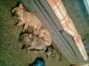 Puppies for sale USA, New Hampshire, Jacksonville French Bulldog, Frenchies