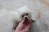 Puppies for sale Germany, Cologne Pomeranian Spitz