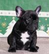 Puppies for sale USA, New Mexico, Chicago French Bulldog, Frenchies