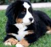 Puppies for sale Ireland, CASHEL Bernese Mountain Dog