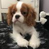 Puppies for sale Denmark, Kopenagen King Charles Spaniel