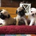 Продам щенка Канада, Британская Колумбия, Виктория , pug puppies