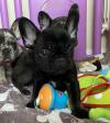 Puppies for sale USA, Alabama, Honolulu French Bulldog