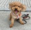 Puppies for sale Cyprus, Larnaca Toy-poodle