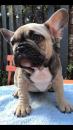 Puppies for sale USA, North Carolina, Jacksonville French Bulldog, French Bulldog