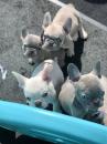 Puppies for sale USA, New Jersey, Phoenix French Bulldog, Frenchies