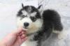 Puppies for sale Austria, Graz Haski