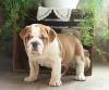 Puppies for sale Latvia, Gulbene English Bulldog