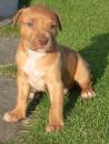 Puppies for sale Sweden, Goteborg American Pit-Bull Terrier