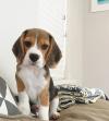 Puppies for sale Ireland, Dublin Beagle