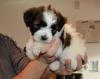 Puppies for sale United Kingdom, Newcastle Tibetan Terrier