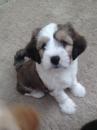 Puppies for sale Germany, Saarbruecken Tibetan Terrier