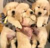 Puppies for sale Ireland, londonderry Golden Retriever