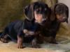 Puppies for sale Cyprus, Nicosia Dachshund