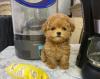 Puppies for sale Ireland, westmeath Toy-poodle