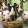 Puppies for sale Estonia, Tallinn Bull Terrier