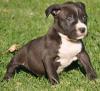 Puppies for sale Cyprus, Limassol Other breed, Pittbull