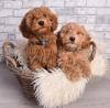 Puppies for sale Ireland, Tyrone Toy-poodle