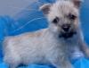 Puppies for sale Cyprus, Larnaca Other breed, Cairn Terrier