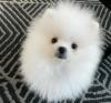 Puppies for sale Ireland, DERRY , pomeranian