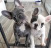 Puppies for sale Ireland, fermoy French Bulldog