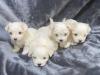 Puppies for sale Austria, Graz Maltese