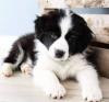 Puppies for sale Ireland, Cork Border Collie