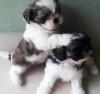 Puppies for sale Ireland, Cork Shih Tzu