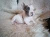 Puppies for sale Germany, Hannover French Bulldog