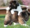 Puppies for sale Estonia, Tallinn Akita