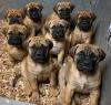 Puppies for sale Bulgaria, Sofia Bullmastiff