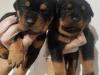 Puppies for sale Bulgaria, Dobrich Rottweiler