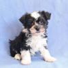 Puppies for sale Portugal, Port Havanese