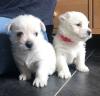 Puppies for sale Ireland, Armagh West Highland White Terrier