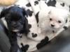 Puppies for sale Netherlands,  , maltipoo  