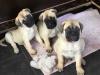 Puppies for sale United Kingdom, Sheffield Bullmastiff