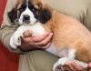 Puppies for sale Cyprus, Larnaca Other breed, saint bernard