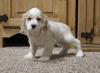 Puppies for sale USA, California Cocker Spaniel