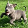 Продам щенка Bulgaria, Sofia American Pit-Bull Terrier