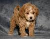 Puppies for sale Portugal, Lisbon Other breed, Cavapoo