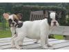 Puppies for sale Ireland, Cork French Bulldog