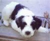 Puppies for sale Sweden, Stockholm Tibetan Terrier