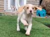 Puppies for sale Ireland, Cork Beagle