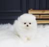 Puppies for sale Latvia, Riga Pomeranian Spitz